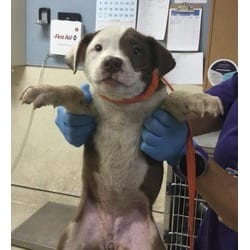 Photo of Cookie, adoptable American Pit Bull Terrier in Jurupa Valley, California