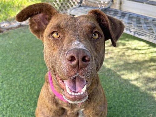 Photo of Missy, adoptable Plott Hound in Ojai, California