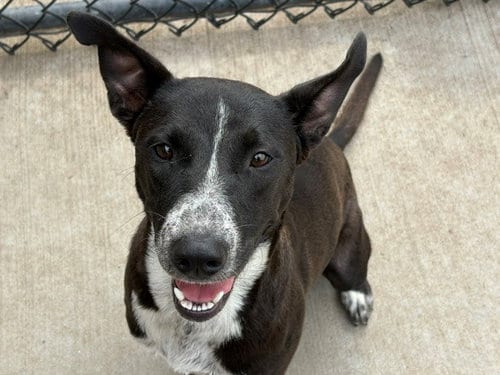 Photo of Astrid, adoptable Pit Bull Terrier in Tulsa, Oklahoma