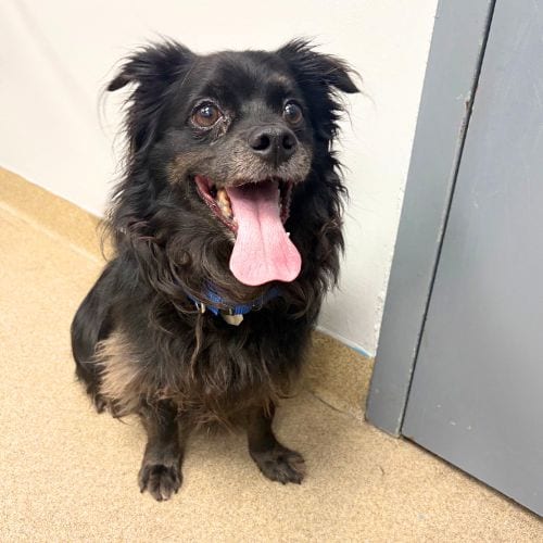 Photo of Don Don, adoptable Chihuahua in Aurora, Colorado