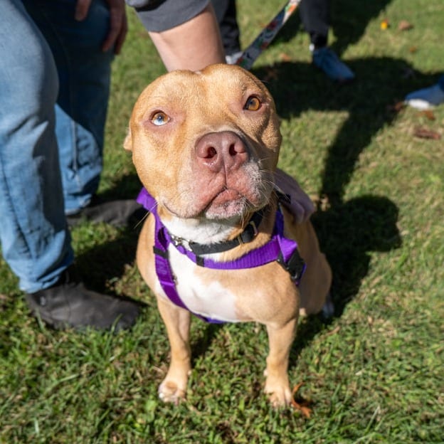 Photo of Polo Pony, adoptable Terrier, American Pit Bull in Baltimore, Maryland