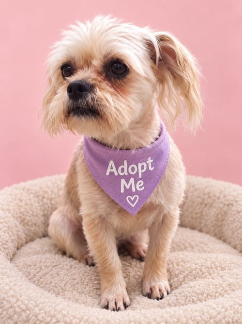Photo of Moni, adoptable Maltese in Inglewood, California
