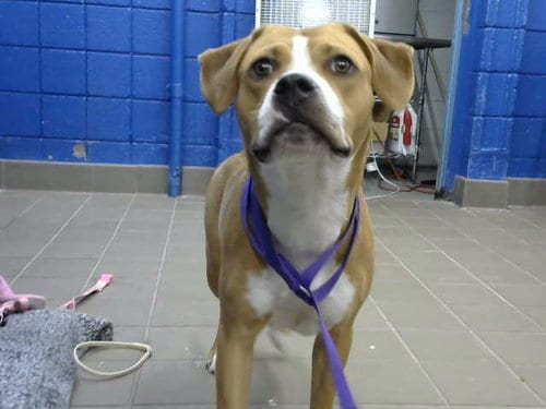 Photo of Theona, adoptable Pit Bull Terrier in Albuquerque, New Mexico