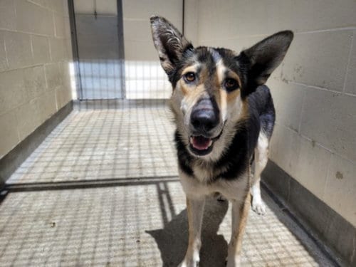 Photo of Algeria, adoptable German Shepherd Dog in Los Angeles, California