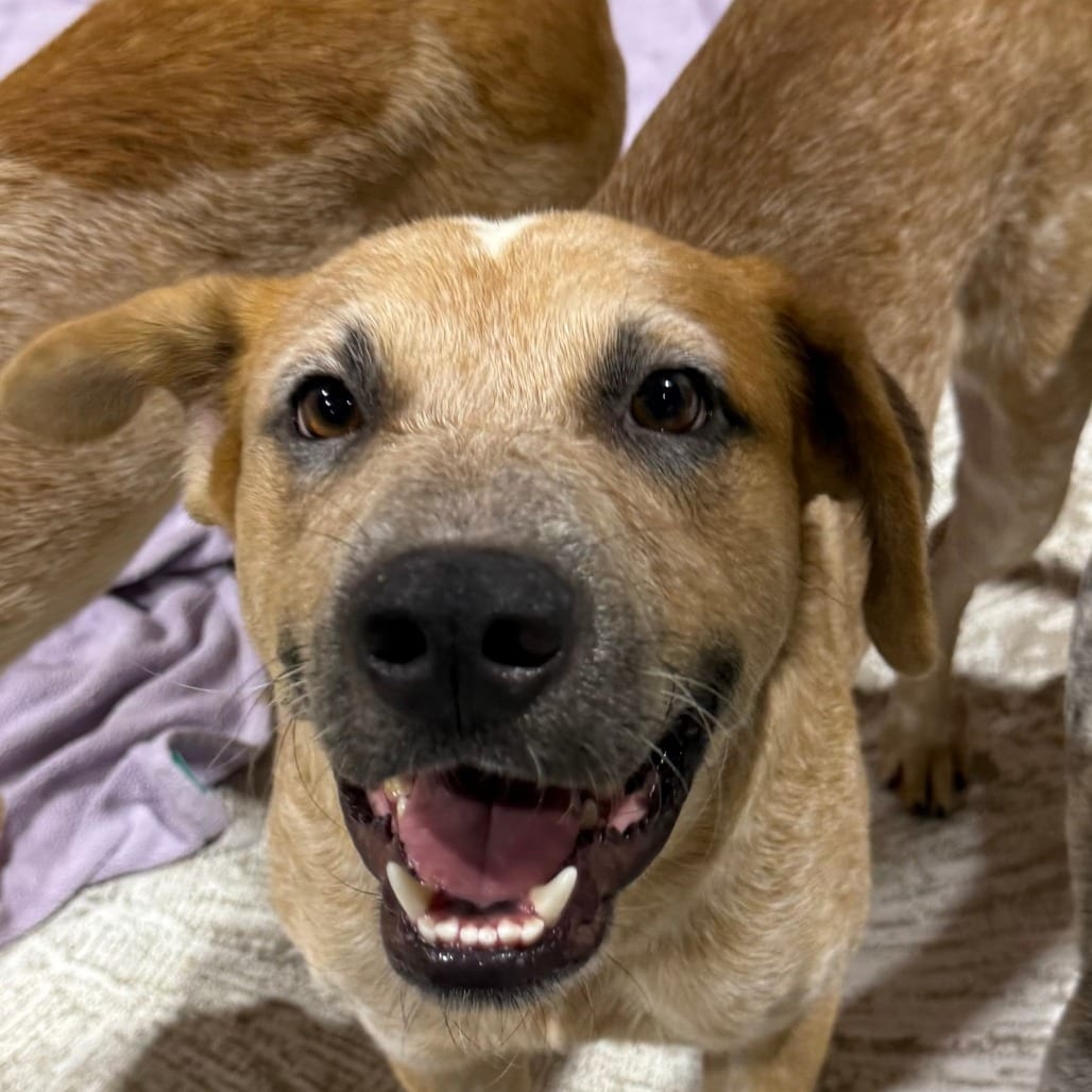 Photo of Maybelline, adoptable Cattle Dog, Australian (Red Heeler) in Houston, Texas
