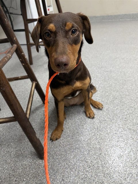Photo of A188665, adoptable Doberman Pinscher in Pasadena, Texas