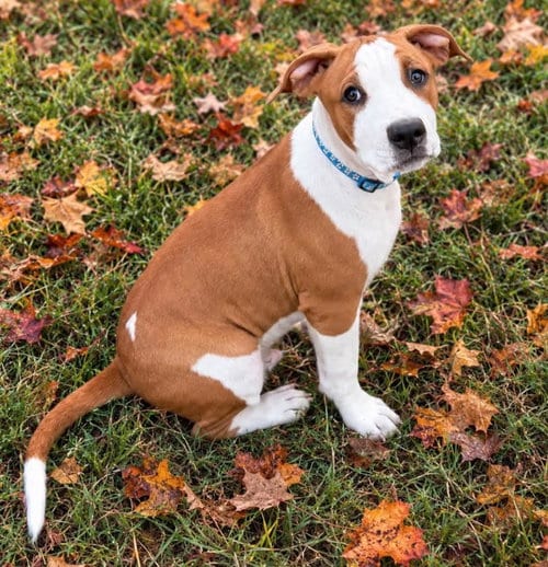 Photo of Phantom, adoptable Pit Bull Terrier in Claremore, Oklahoma