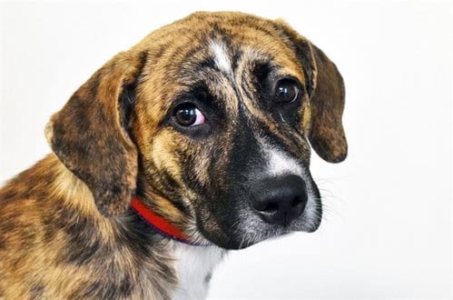 Photo of Alyssa, adoptable Labrador Retriever in Ft Lauderdale, Florida