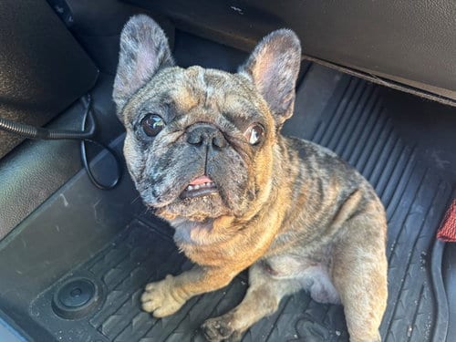 Photo of Bruce Wayne The 3Rd, adoptable French Bulldog in Garland, Texas