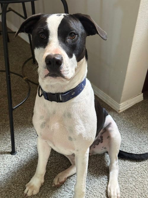 Photo of Soda Pop, adoptable American Bulldog in Sedalia, Colorado