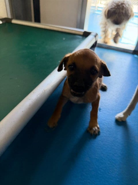 Photo of A171497, adoptable Chihuahua in Bakersfield, California