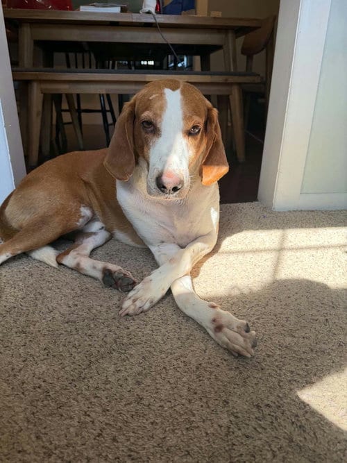 Photo of Hank, adoptable Hound in Holbrook, New York