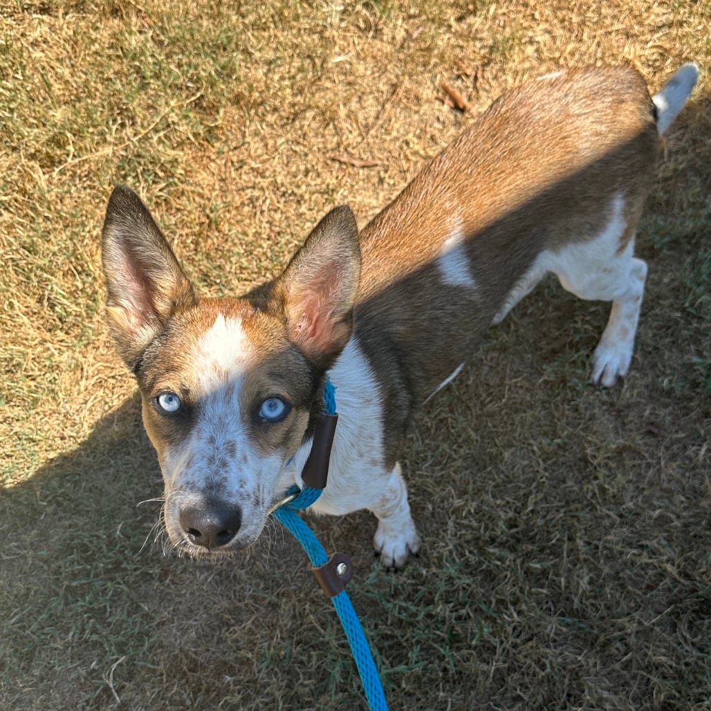 Photo of Chucky, adoptable Mixed Breed (Medium) in Chattanooga, Tennessee