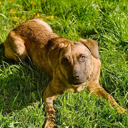 Photo of Savannah, adoptable Plott Hound in San Juan Capistrano, California