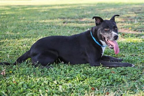 Photo of Regis, adoptable Labrador Retriever in Albuquerque, New Mexico
