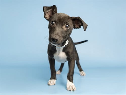 Photo of Clay, adoptable Chihuahua in Phoenix, Arizona