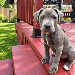 Photo of Reuben, adoptable American Pit Bull Terrier Mixed Breed (Medium) in Overland Park, Kansas