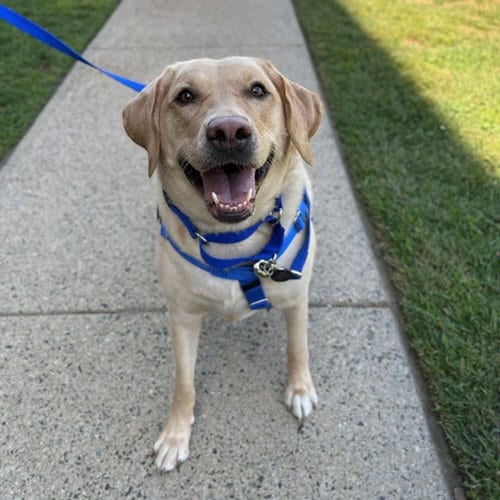 Photo of Luna, adoptable Labrador Retriever in Boston, Massachusetts