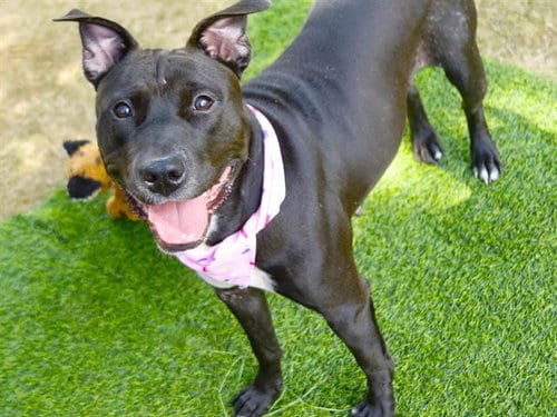 Photo of Momo, adoptable Staffordshire Bull Terrier in Tallahassee, Florida