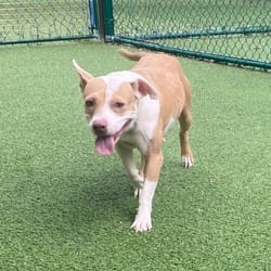 Photo of Buttercup 6351, adoptable Mixed Breed (Medium) in Loxahatchee, Florida