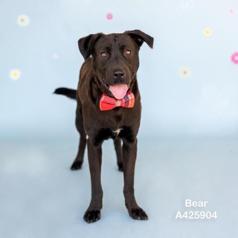 Photo of Bear, adoptable Labrador Retriever in Conroe, Texas