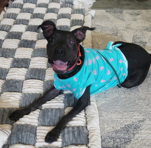 Photo of Jett, adoptable American Pit Bull Terrier in Macon, Missouri