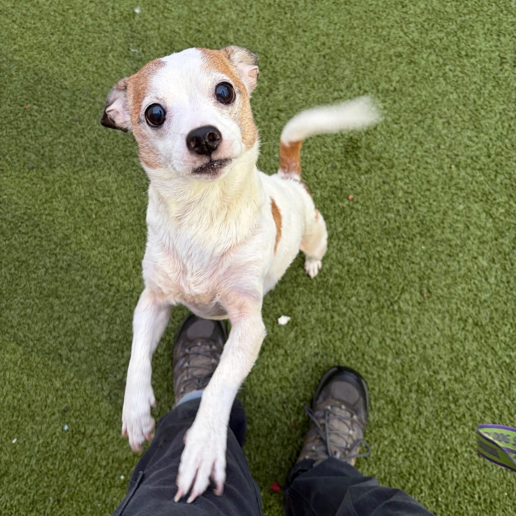 Photo of Frazier, adoptable Terrier, Jack Russell / Mixed Breed (Small) in Binghamton, New York
