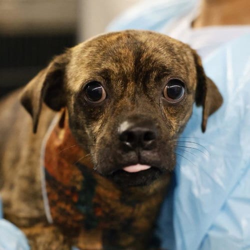 Photo of Jermaine, adoptable Pug in San Antonio, Texas