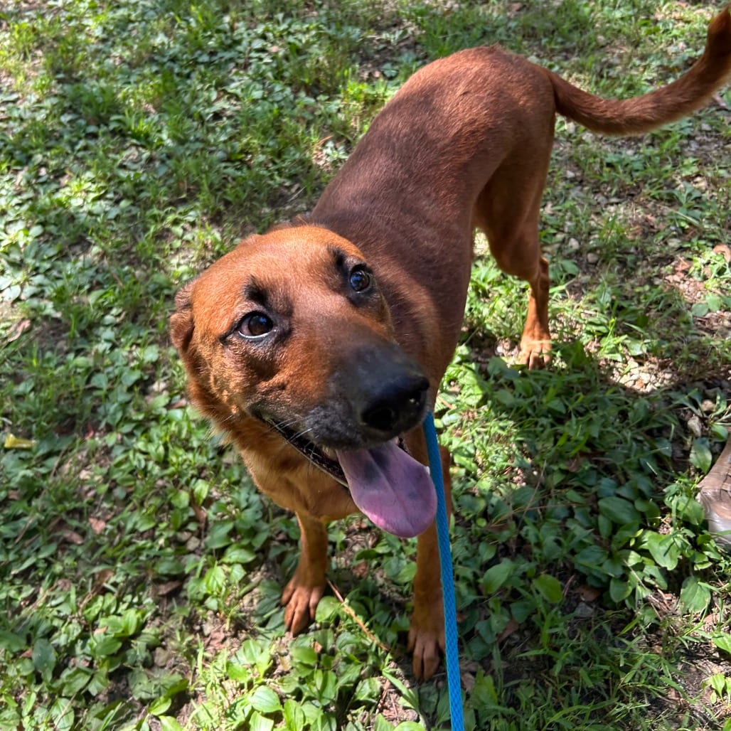 Photo of Faith Evans, adoptable Mixed Breed (Large) in Decatur, Georgia