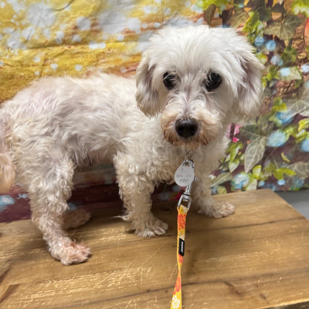Photo of Charla, adoptable Maltese in Normal, Illinois