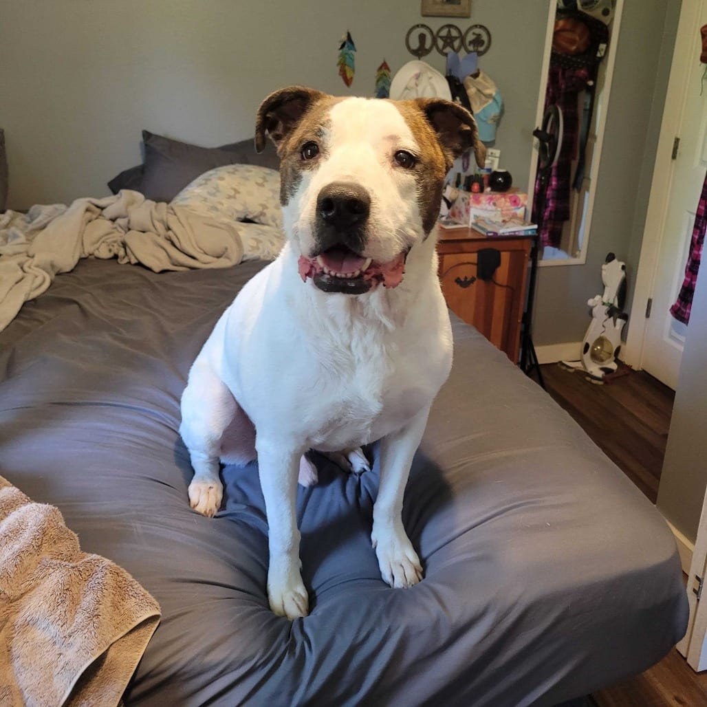 Photo of Bailey FC AB, adoptable Mixed Breed (Large) in Union, Missouri