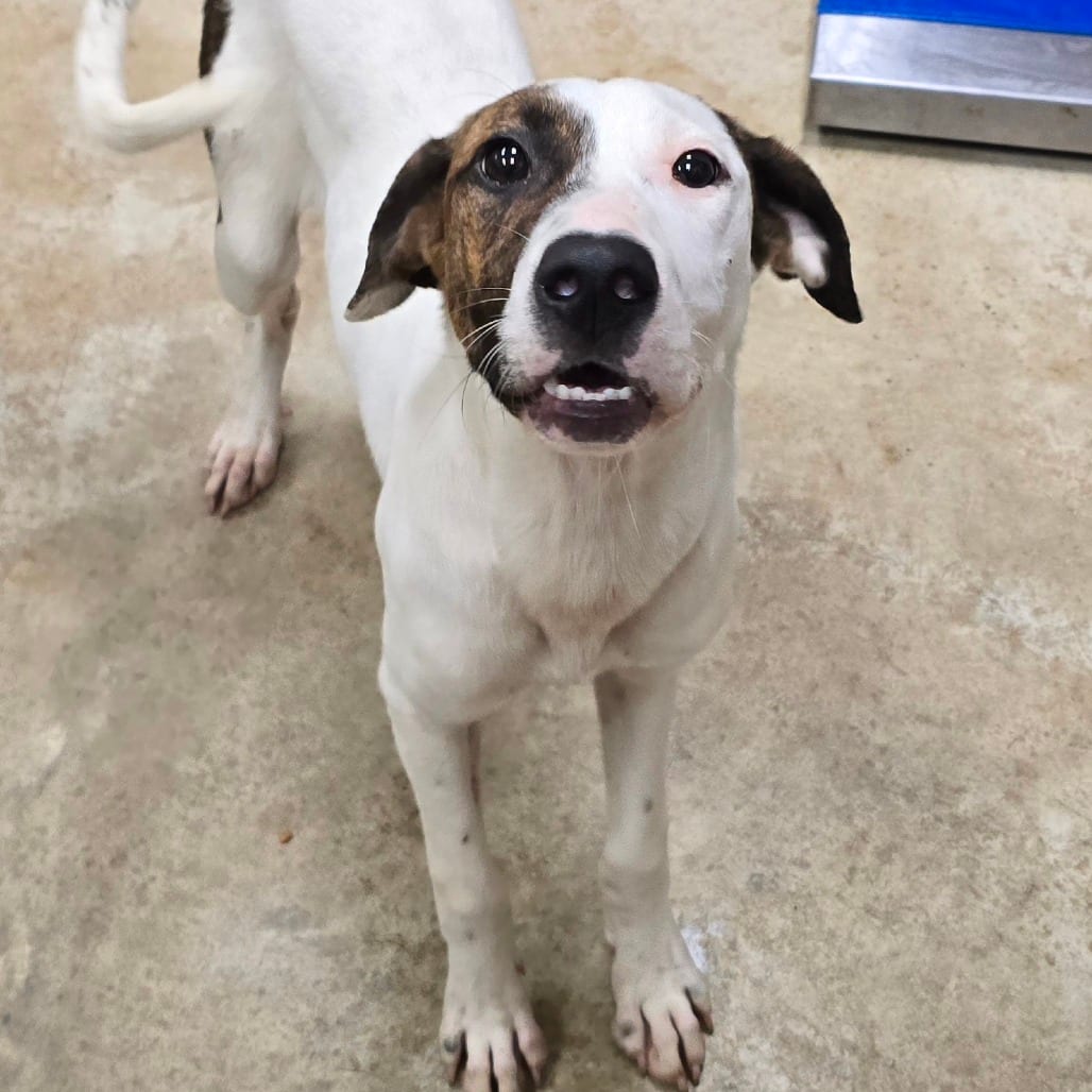 Photo of Autumn - 062307U, adoptable Terrier / Mix in Tupelo, Mississippi