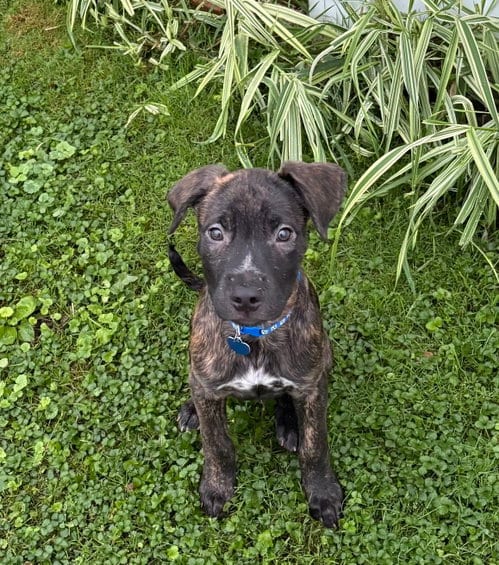 Photo of Candy Litter: Skittles, adoptable Labrador Retriever in Berwick, Pennsylvania