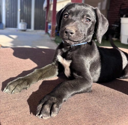 Photo of Diego, adoptable Flat-coated Retriever in MIDWAY, Utah