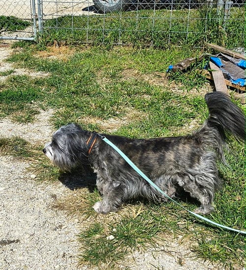 Photo of Bobby, adoptable Tibetan Terrier in Stover, Missouri