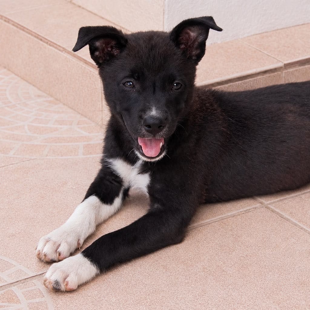 Photo of Pelusa, adoptable Retriever, Labrador / Mix in Jefferson, New Jersey