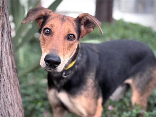 Photo of Annie, adoptable German Shepherd Dog in San Pedro, California