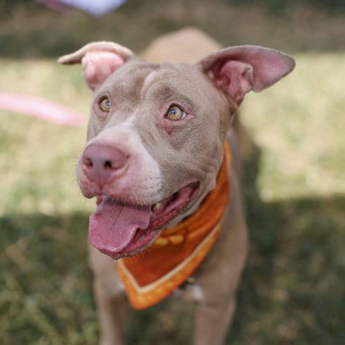 Photo of Honey, adoptable American Staffordshire Terrier in San Antonio, Texas
