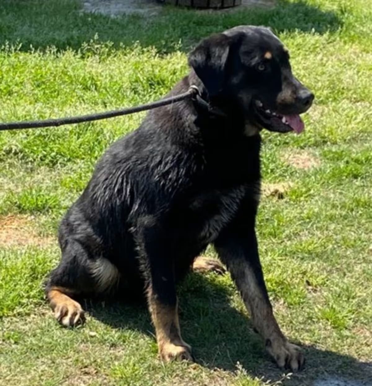 Photo of Hoppity, adoptable Rottweiler/German Shepherd Dog in Conway, South Carolina