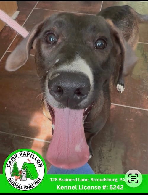 Photo of Nugget, adoptable Labrador Retriever in Stroudsburg, Pennsylvania