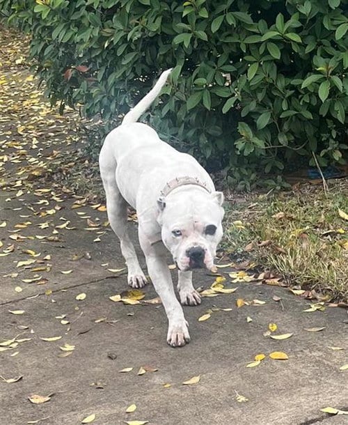 Photo of Hachi, adoptable American Staffordshire Terrier in San Antonio, Texas