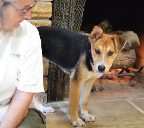 Photo of Poppy, adoptable Hound in Germanton, Tennessee