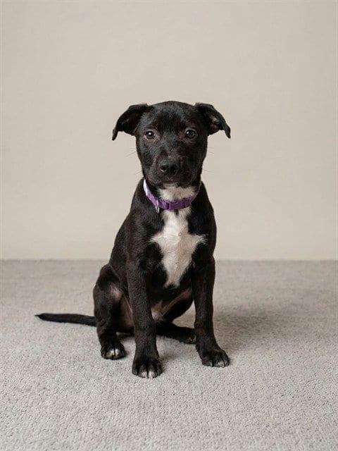 Photo of Meme, adoptable Labrador Retriever in Miami, Florida