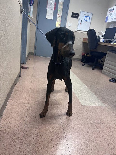 Photo of Aryah, adoptable Doberman Pinscher in San Jose, California