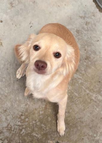 Photo of Sweety, adoptable Chihuahua in San Martin, California