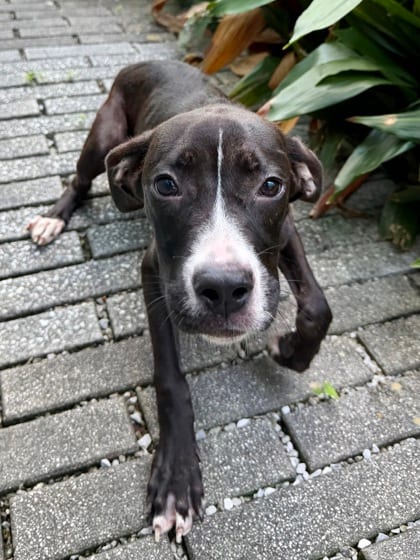 Photo of Rhythm, adoptable Terrier in New Orleans, Louisiana