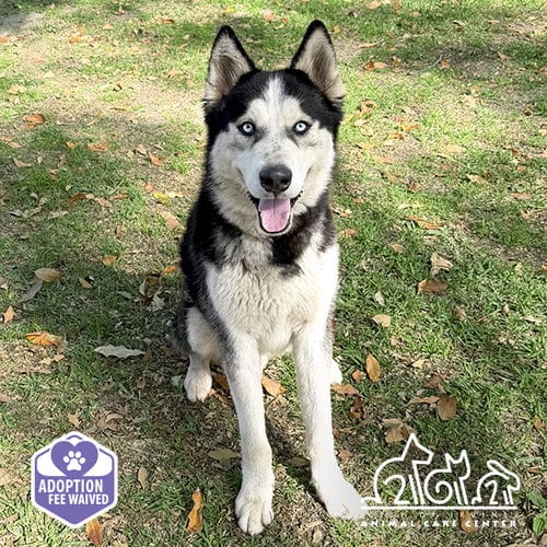 Photo of Glacier, adoptable Siberian Husky in Irvine, California