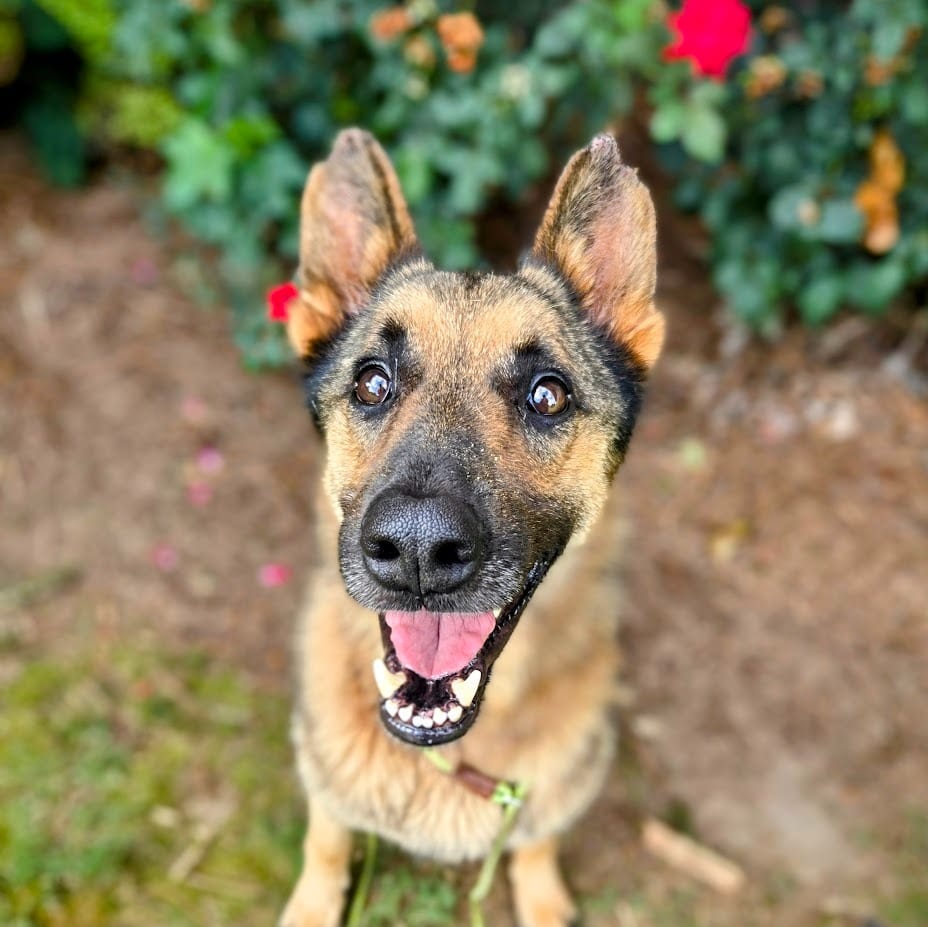 Photo of Keeva +, adoptable German Shepherd Dog in Douglasville, Georgia