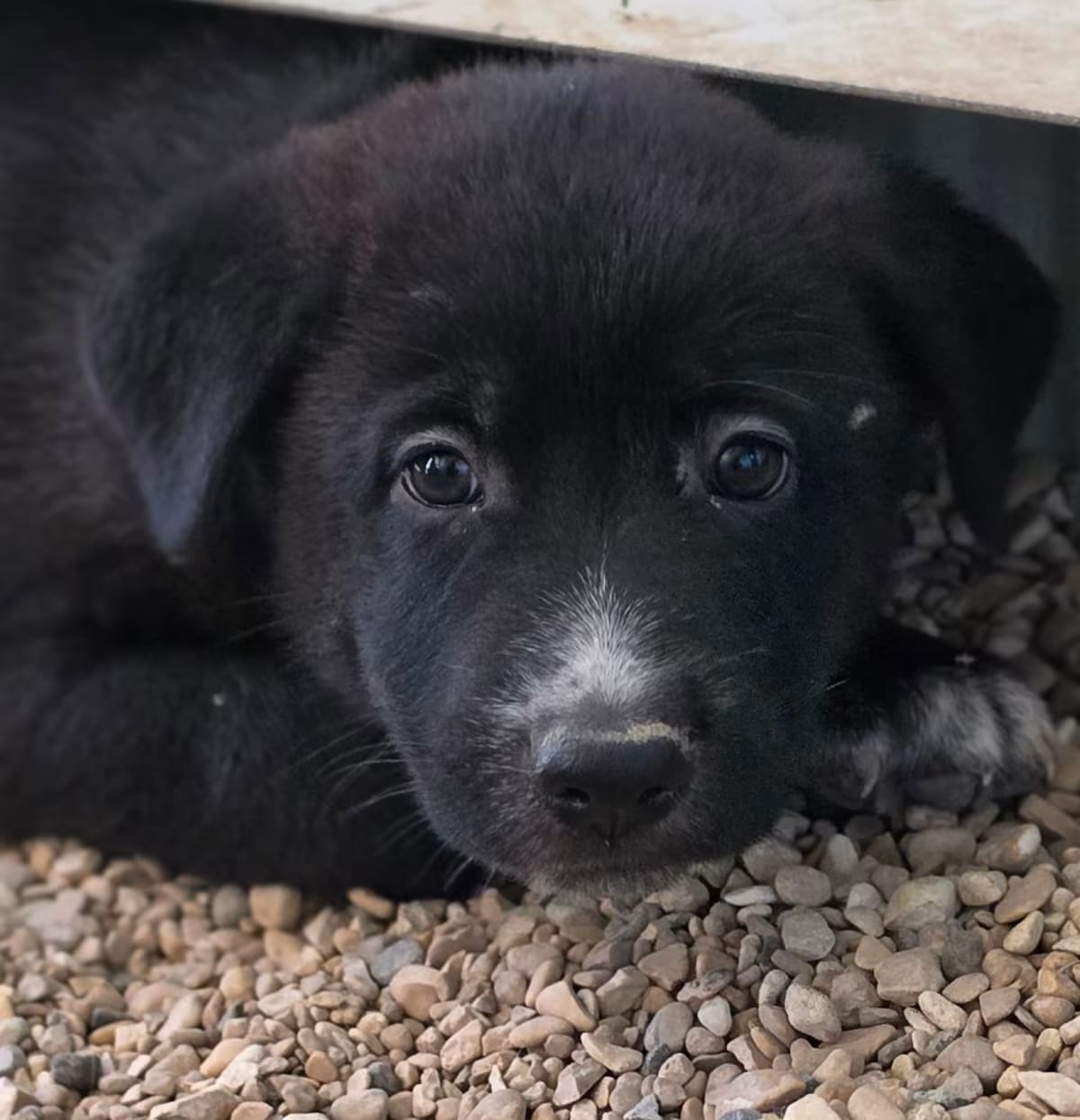 Photo of Jinx JuM, adoptable German Shepherd Dog Mixed Breed (Medium) in Nashville, Tennessee