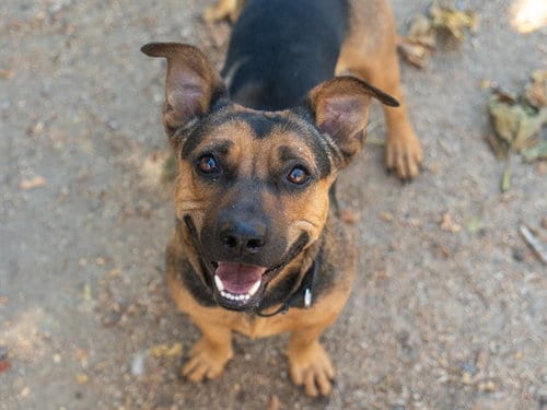 Photo of Kingkong, adoptable German Shepherd Dog in Martinez, California